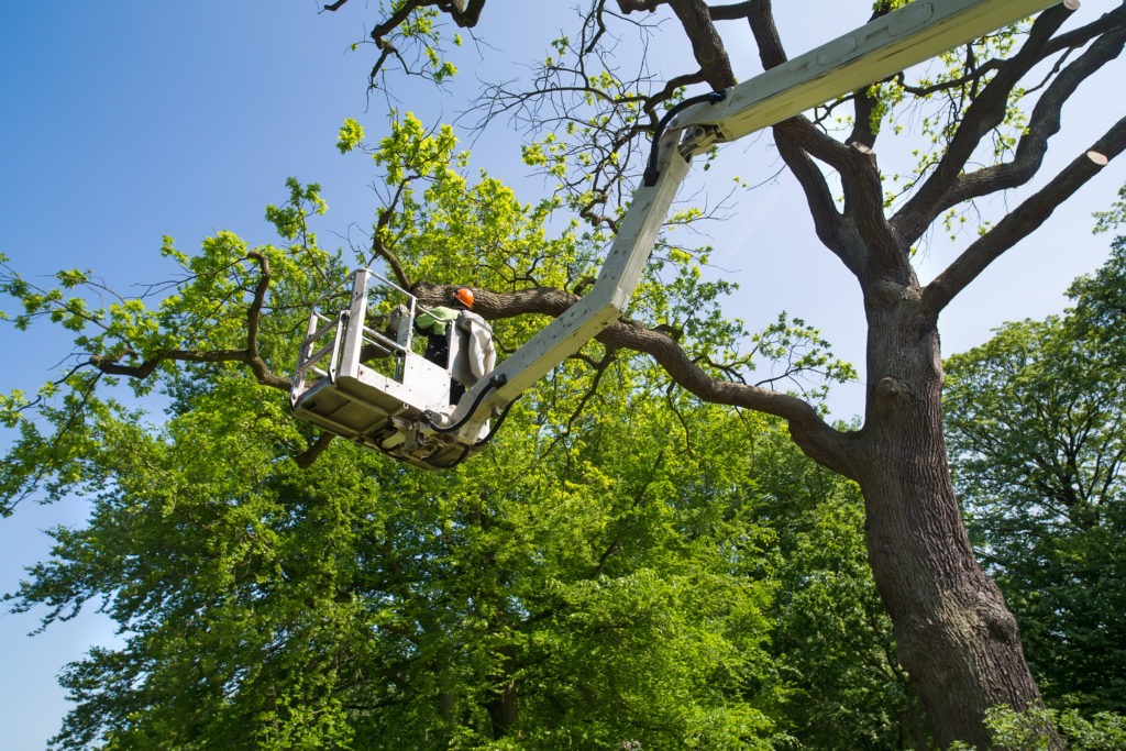 Tree Care Tips: Keeping Your Trees Healthy and Beautiful