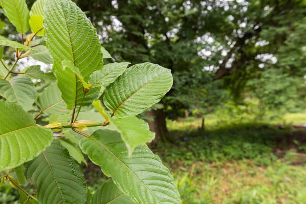 Premium Kratom Brands: The Ultimate List for Quality